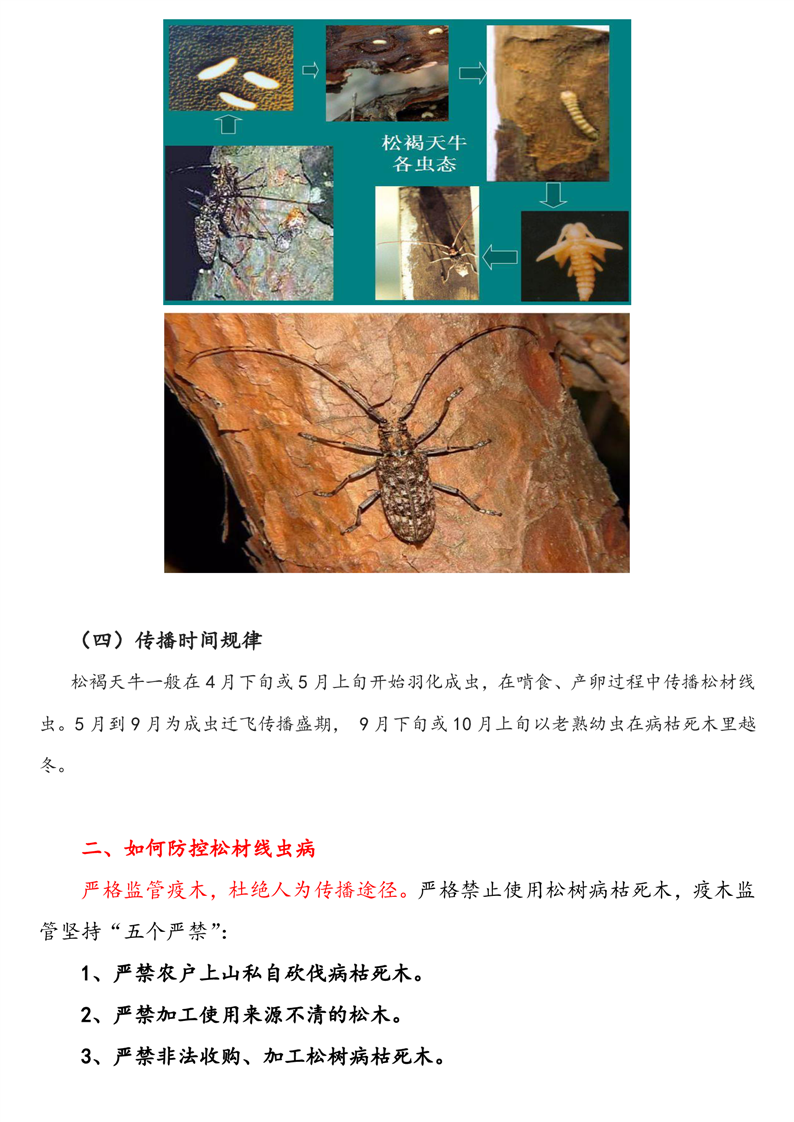 松材线虫病疫情:松材线虫病疫情最新消息