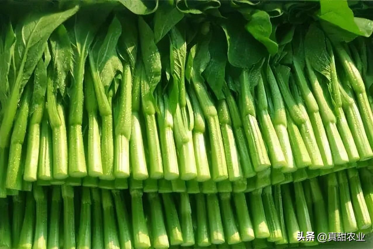 豆类期货今日行情（豆类期货今日行情分析）