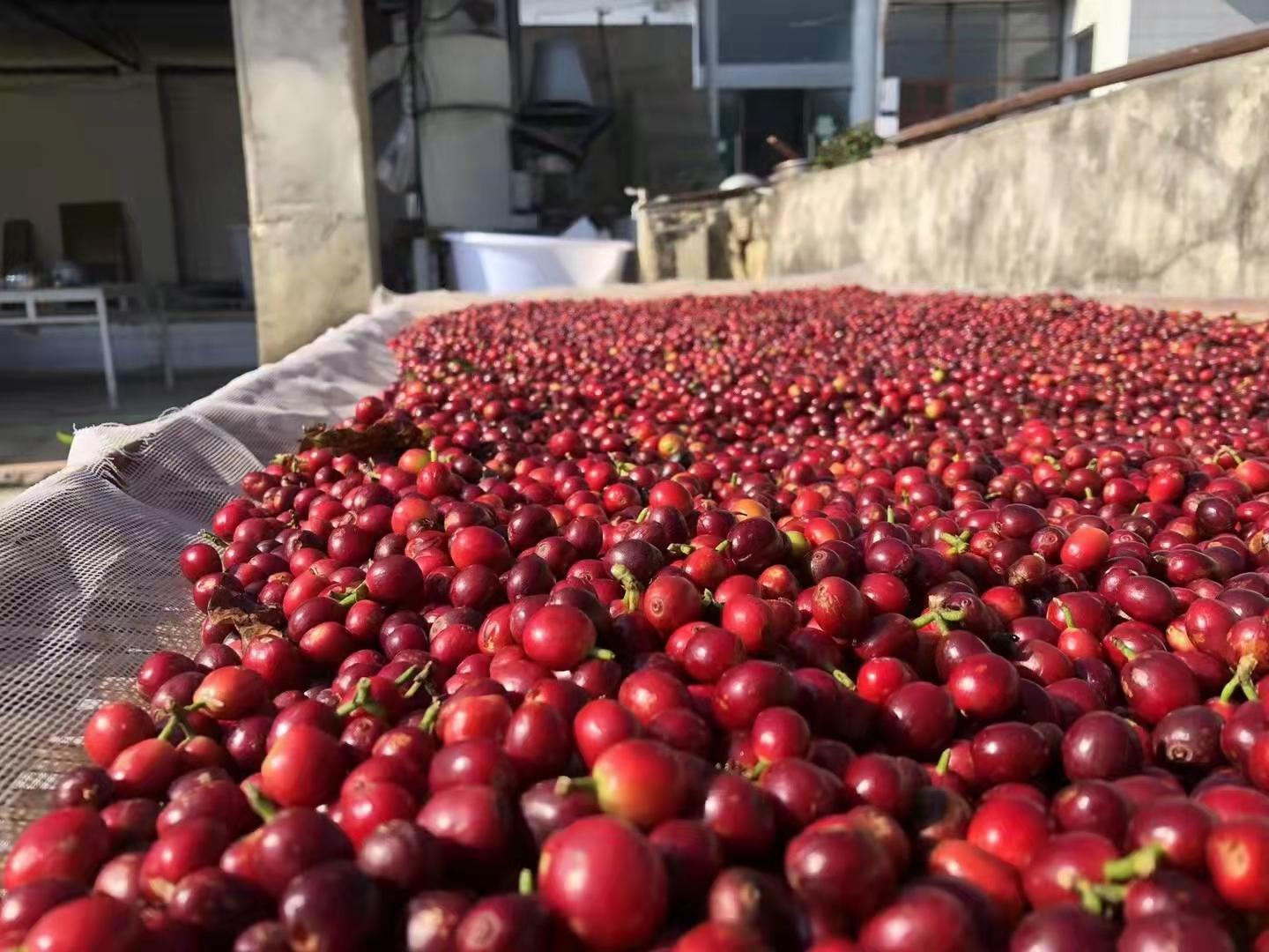 苹果鲜果期货行情/苹果鲜果期货行情查询