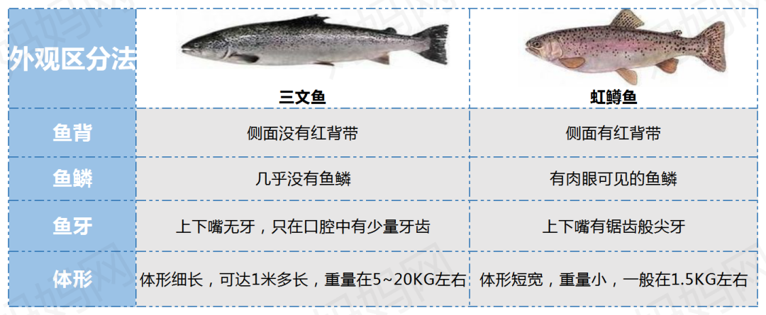 鱼疫情的简单介绍