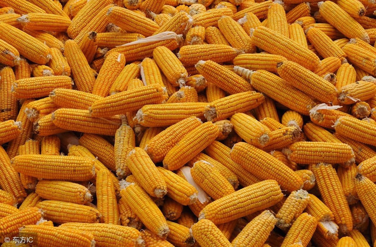 豆粕期货行情讨论(豆粕期货行情讨论论文) 豆粕期货行情讨论(豆粕期货行情讨论论文)