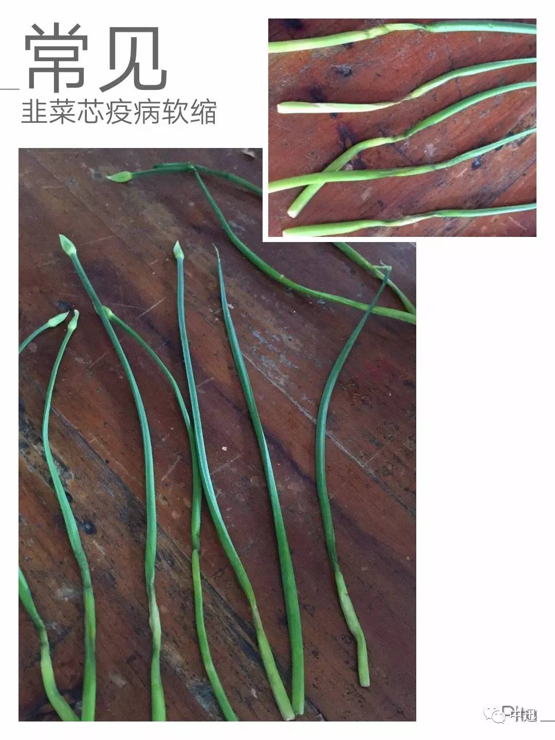 【疫情韭菜,韭菜疫病的发病症状有哪些】