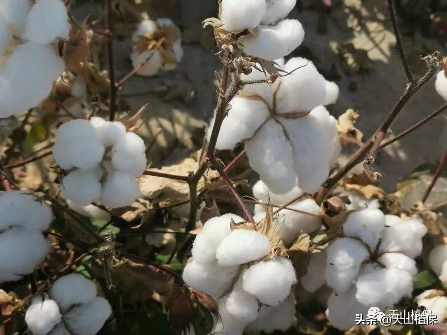 【最近籽棉行情期货行情,近期籽棉价格】 【最近籽棉行情期货行情,近期籽棉价格】