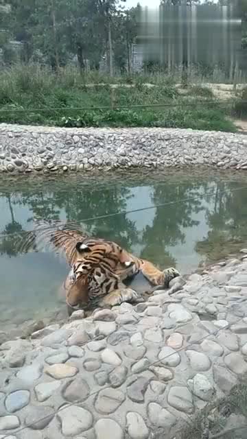 疫情虎/疫情虎门双胞胎泡温泉死亡