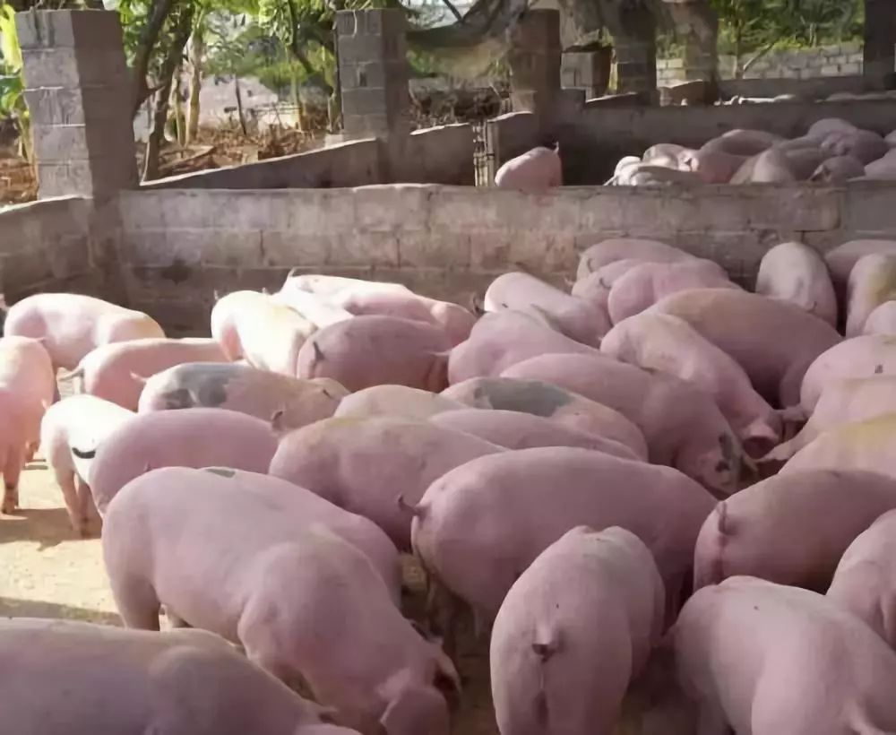 【东北猪肉疫情,2021东北猪疫情】 【东北猪肉疫情,2021东北猪疫情】