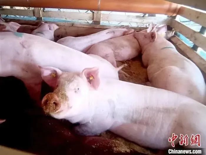 【东北猪肉疫情,2021东北猪疫情】 【东北猪肉疫情,2021东北猪疫情】
