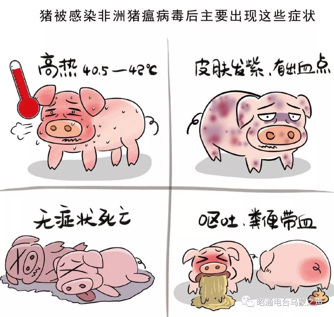 【非瘟疫情,非瘟疫情最新动态】