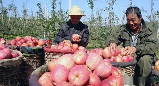 陕西果农期货行情:陕西果业信息门户网 陕西果农期货行情:陕西果业信息门户网
