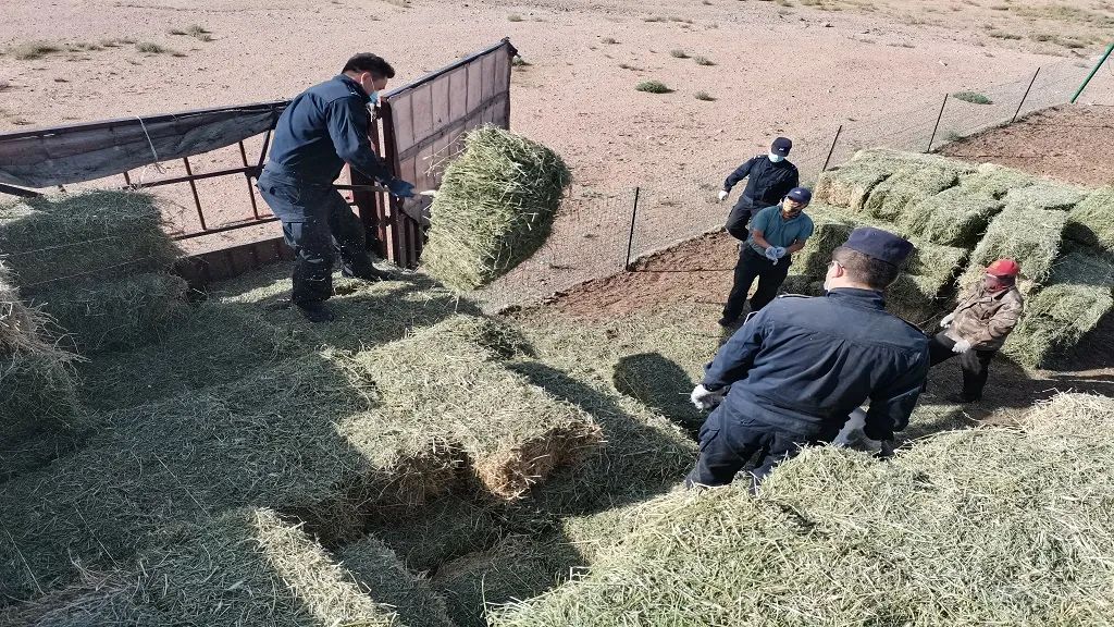 饲草疫情:草场地疫情