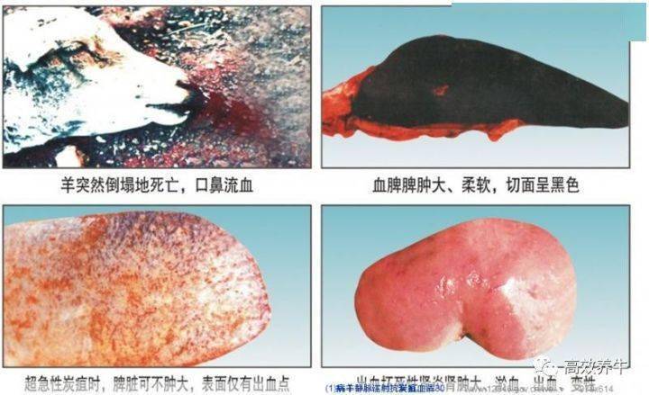 【牛炭疽病疫情,牛炭疽病视频】