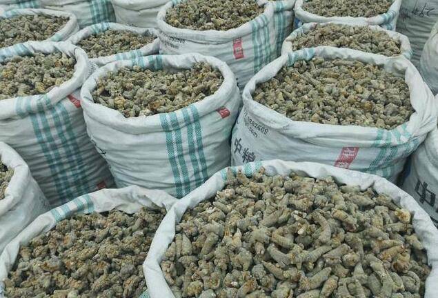 中医药材期货行情/药材期货品种有哪些