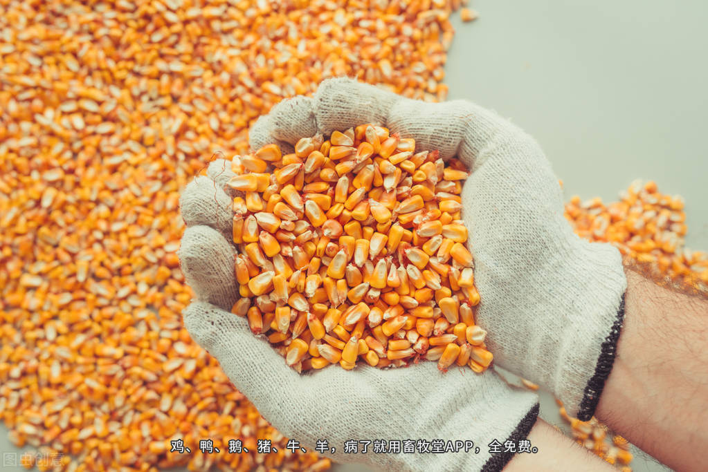 【期货行情豆粕1509,豆粕期货现价】 【期货行情豆粕1509,豆粕期货现价】