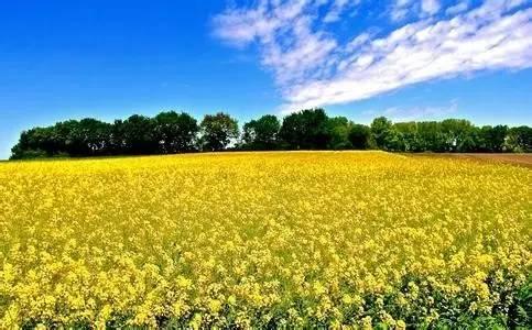 菜籽油期货行情展望:菜籽油期货市场