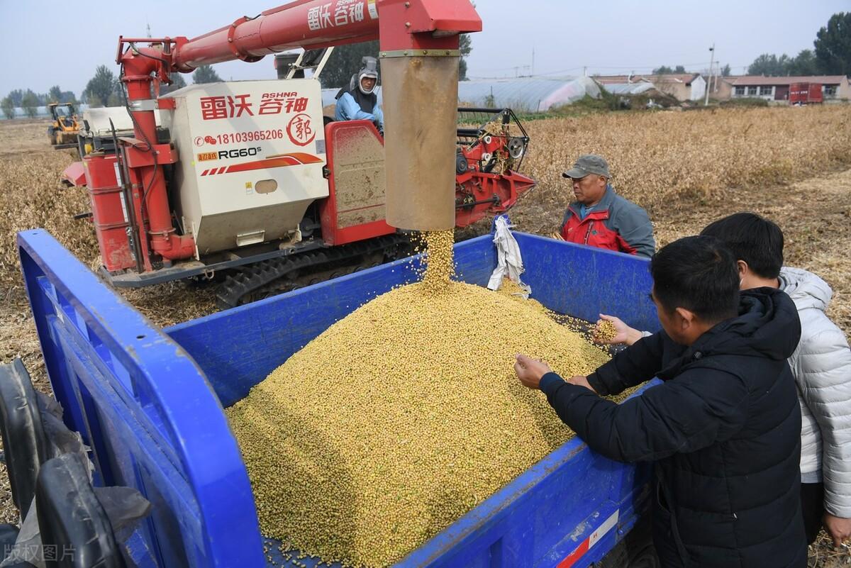 【期货大豆实时行情最新,期货大豆走势】