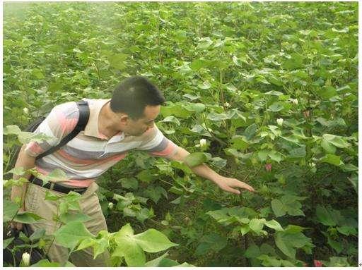 期货棉花行情/期货市场棉花价格