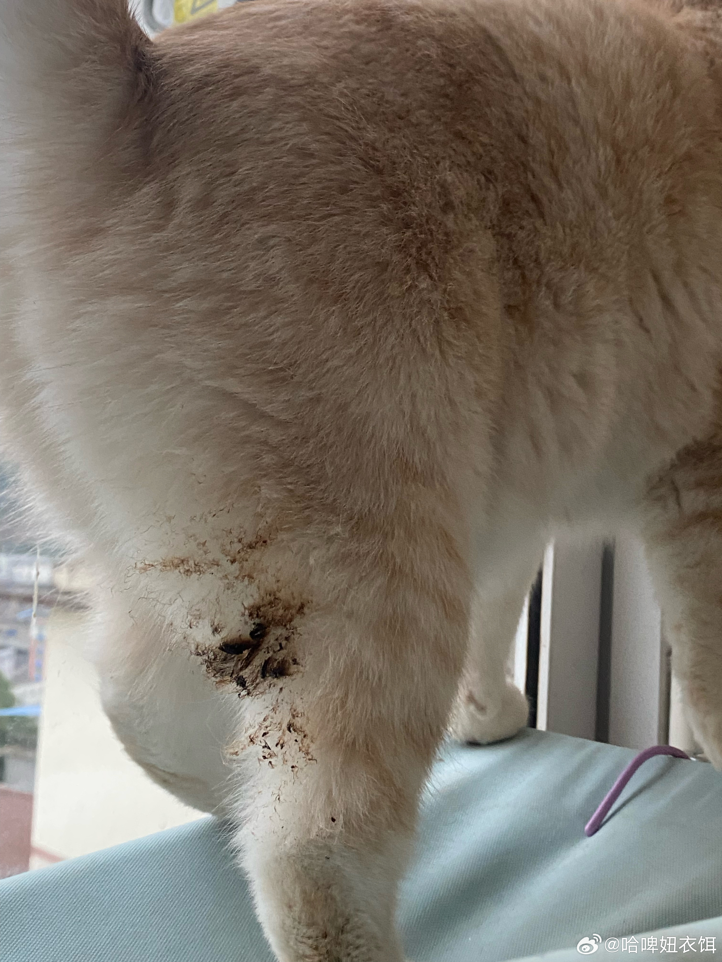 疫情屁:疫情屁股猫可以吃吗 疫情屁:疫情屁股猫可以吃吗