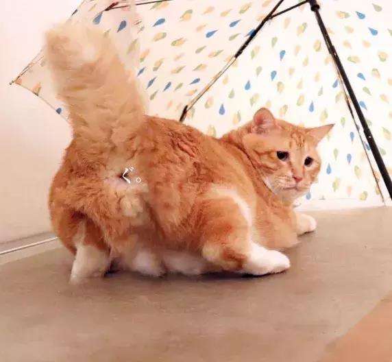 疫情屁:疫情屁股猫可以吃吗 疫情屁:疫情屁股猫可以吃吗