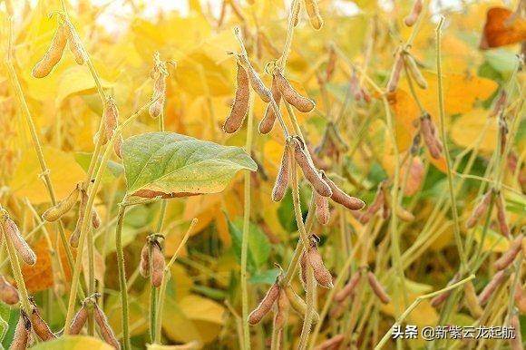 食用油期货价格行情分析（食用油期货最新行情）