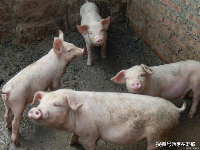 广东猪疫情（广东猪肉疫情新闻）