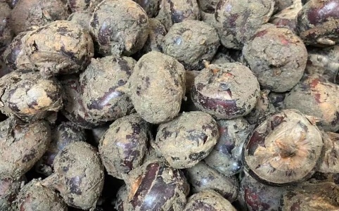 荸荠期货行情:荸荠的市场 荸荠期货行情:荸荠的市场