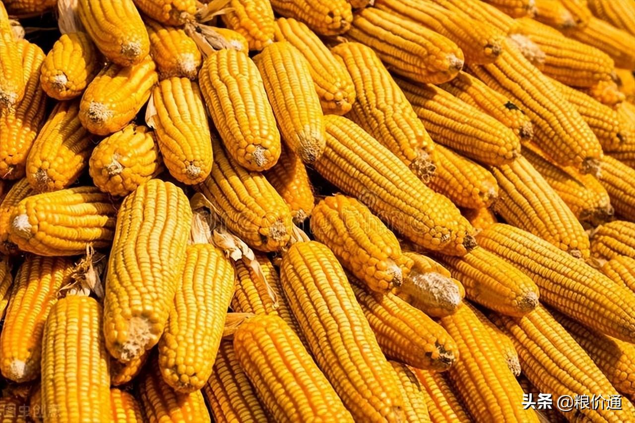 玉米期货年底行情:玉米期货年底行情走势