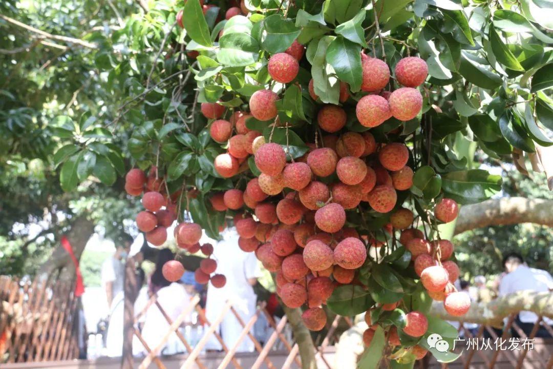 从化疫情（从化疫情最新消息通知）